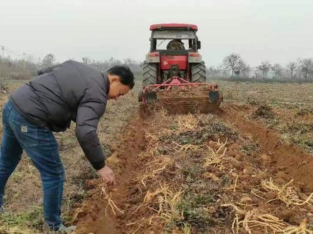 禹州市和沟村：药材大丰收 冬闲人不闲