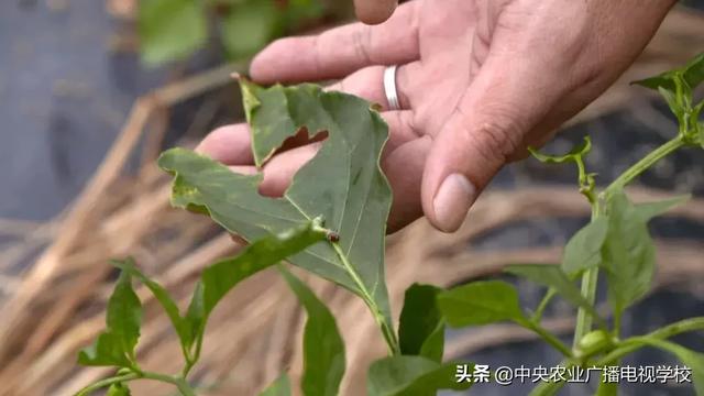 【田间示范秀】凶悍胡蜂的田间保卫战