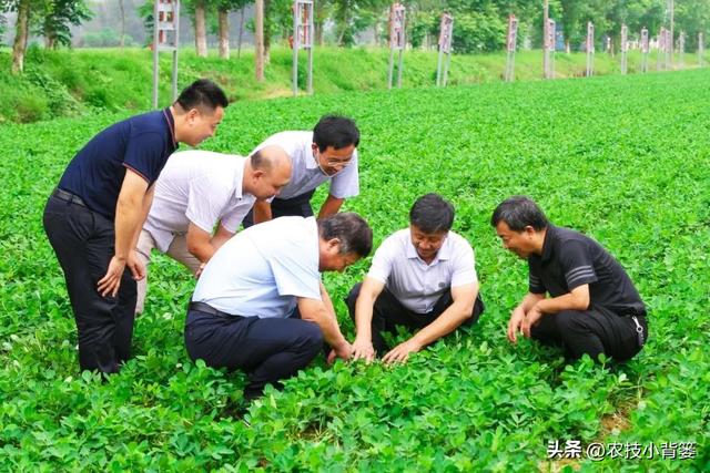 种花生打3遍肥药能高产能增收：什么时候打？用什么打？怎样打？