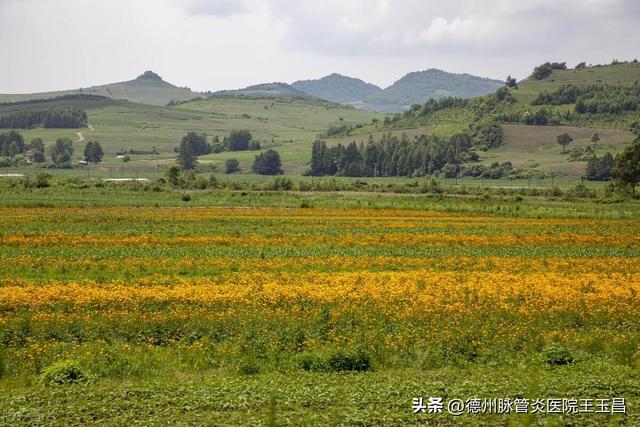 振兴东北，可以加大中药材优质种植产业的投入，以供中医治病之需