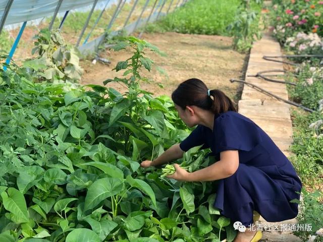 逛吃通州｜养绿植都弱爆了！2000盆鲜活灵芝开卖啦