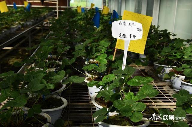 海东互助：高原特色冷凉蔬菜种植基地“遍地金”