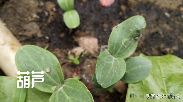 种植葫芦，种子发芽需要什么条件，你知道吗？