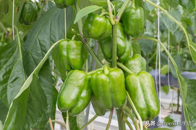 本文教你怎么种植青椒