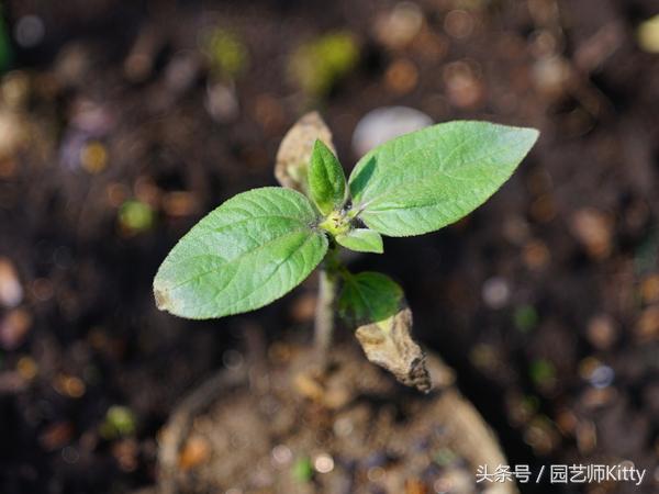 小院种植向日葵全过程实录，送给女朋友最好的礼物！