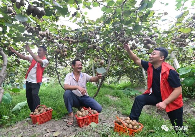 又是一年丰收季 三湘大地好“丰”光