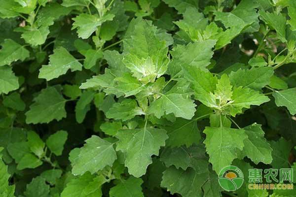 山野菜的市场前景怎么样?有哪些种植优点?（附山野菜价格）