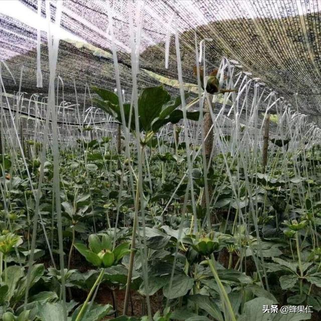 重楼种植不得不关注的两个重点问题，你知道是什么吗？让我告诉你