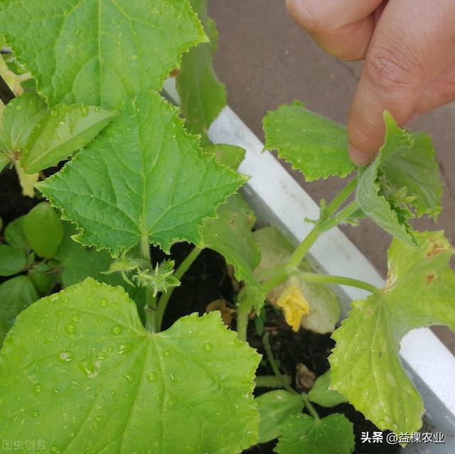 夏季怎么种植黄瓜？掌握这几点黄瓜轻松高产