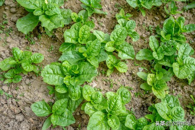 日光温室冬春茬落葵栽培技术，推荐大家种植方法，以及养护管理