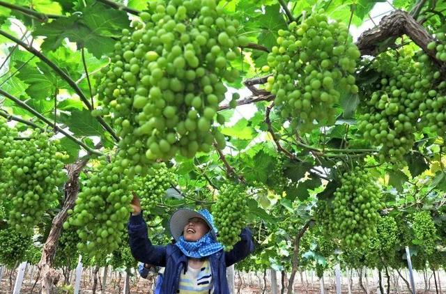 又到了吃葡萄的好季节，郑州这5家采摘园，适合组团去浪~