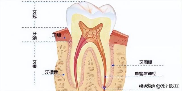 牙没了想补牙，选烤瓷牙还是种植牙？