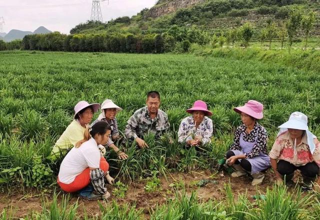 这个“黄金草”如此娇贵，村民还给它盖了房子