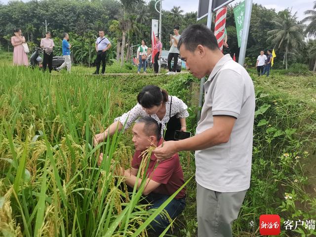 15个“海南好米”水稻品种田间“摆擂” 种植户现场看稻选种