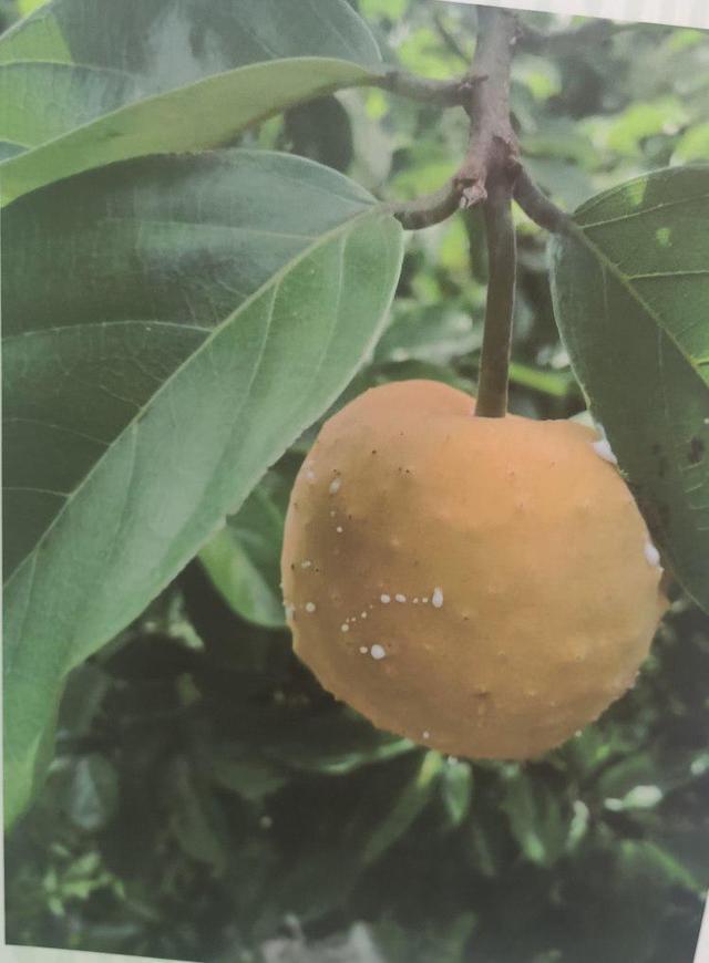 当“神农”识“百草”，植物学家带孩子们探秘“中药材库”