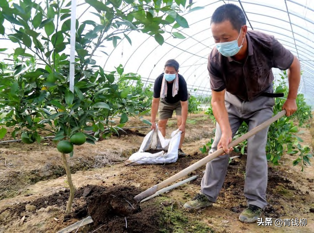 深入研究柑橘种植技术与管理策略，提升产量效益