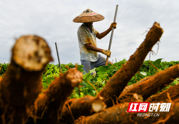 湖南道县：淮山丰收采挖忙（组图）