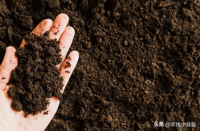 蓝莓栽培实用技术（二）：如何选地改土、满足冷温量、培养菌根？