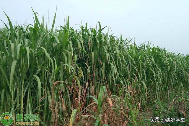 菌草种植技术详解：时间、选地、栽种、田间管理、收获全解析！