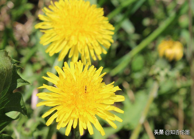 农村种植哪些中药材“钱”景好并且挣钱快？这几个品种别错过