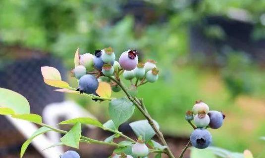 怎样在花盆里种植蓝莓？学会这几招轻松养护