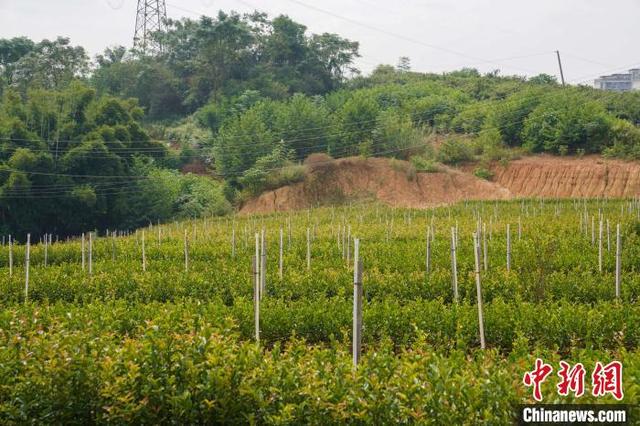 广西特色林业经济发展迅速 优质油茶种苗供不应求