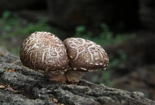 中国食用菌之乡平泉打造产业“航母”，菌农靠种香菇圆满了致富梦