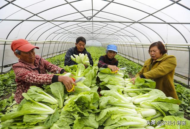 不花钱、不打药、绿色环保无公害，10个方法巧治植物病虫害