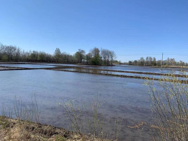 马鞍山农场万亩水田泡田整地接近尾声