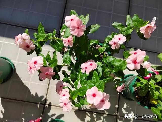 8月种上4种漂亮花，好养好看长势旺，轻松开成小花园