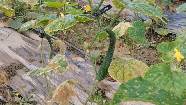 老大棚试着换成无土栽培，种瓜果产量高，比土壤种植要简单