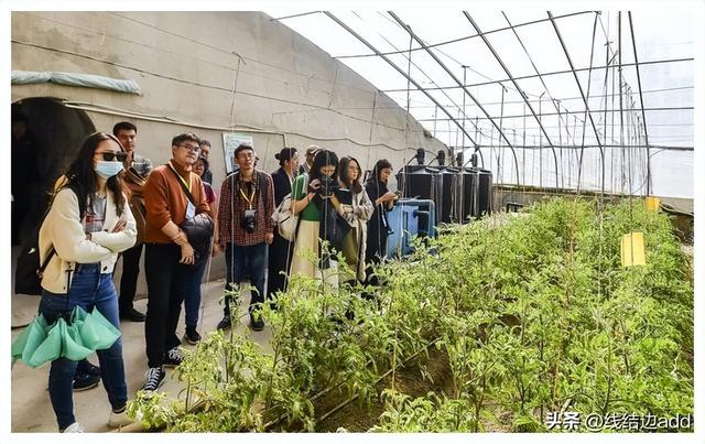 耕地能多样化种植了！新规明确4类作物可以种，包括栽树种药材