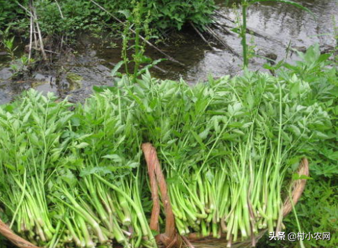 农村水稻收割后，赶紧学着这样种水芹菜，让你增产增收多赚钱