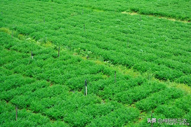 丹参种植秘籍：揭密育苗全过程，助你成功栽培丰茂的丹参！