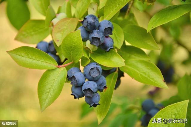 蓝莓无公害栽培技术，种植方法你都了解吗？不妨一看