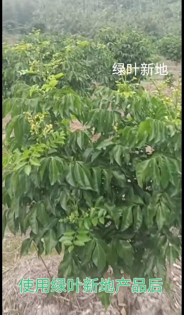 绿叶新地“变形记”之《黄皮果树》