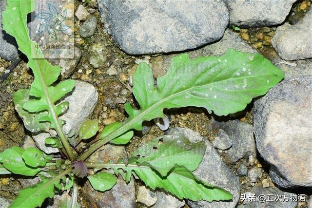 一篇认全北方常见野菜