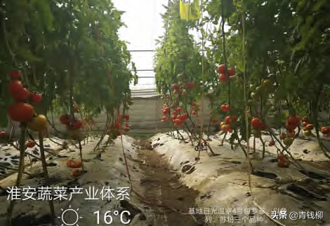 日光温室越冬番茄长季节栽培技术