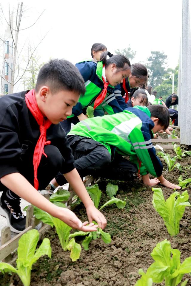 成都市双流区黄甲小学——小手种希望，共待花开时