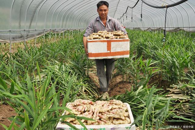 生姜栽培种植技术