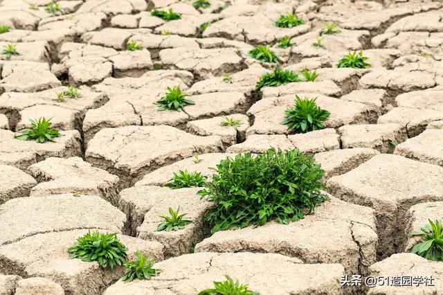 花园草坪排水大部分人都做错了