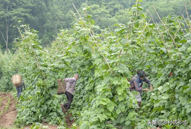 老植保员说：豆角开花结荚期有五禁忌，哪五忌？你注意到了吗