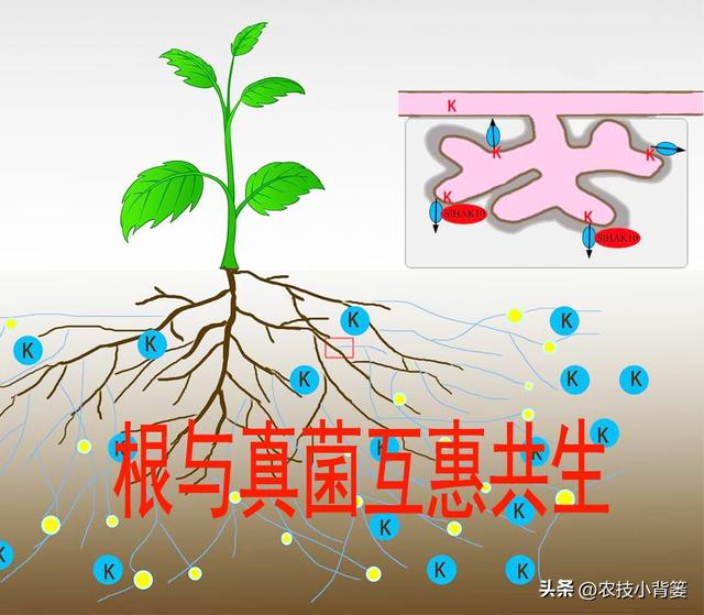 蓝莓栽培实用技术（二）：如何选地改土、满足冷温量、培养菌根？