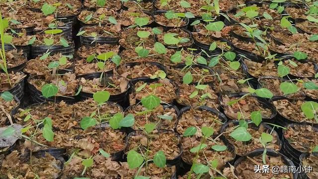 种植粉防己｜四季均可播种 春季时期育苗 最佳适合生长