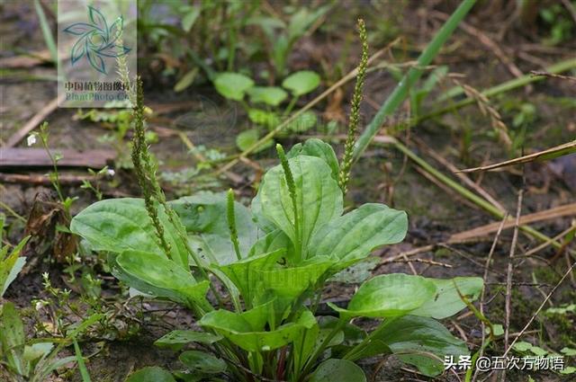 一篇认全北方常见野菜