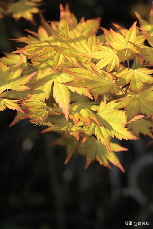 不得不看！小花园如何成功种植中大型观叶植物？跟我们一起学习吧