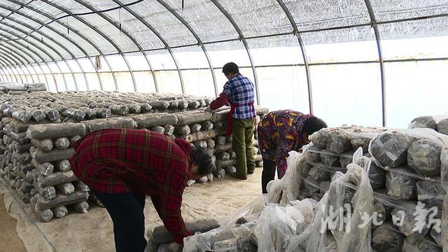 谷城：人勤春来早 香菇种植忙