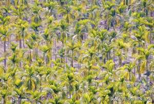 槟榔种植技术与管理(槟榔得了黄叶病有救了海南农民都这样做的。)