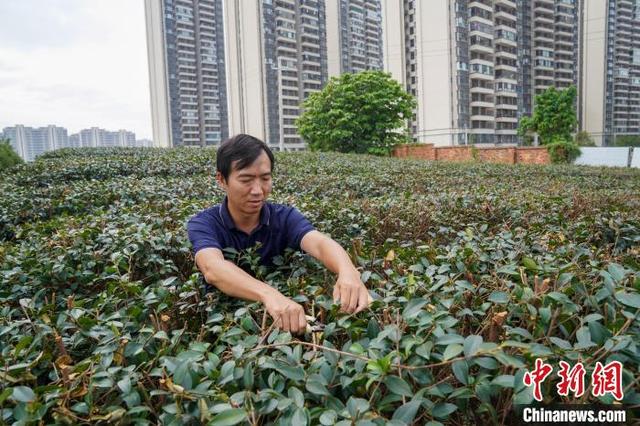 广西特色林业经济发展迅速 优质油茶种苗供不应求