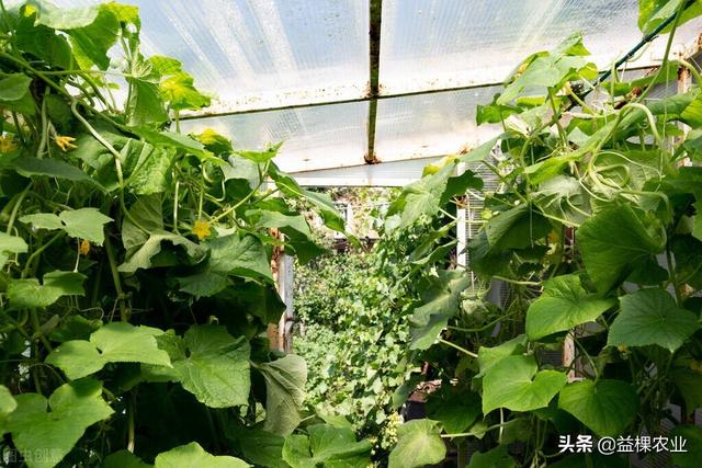 夏季怎么种植黄瓜？掌握这几点黄瓜轻松高产